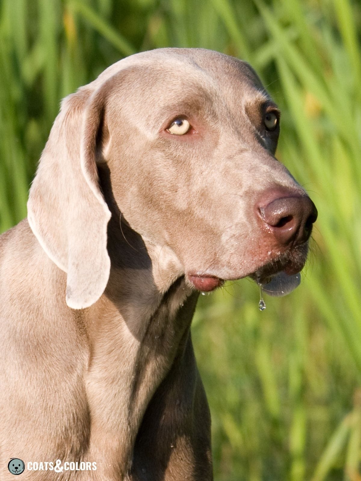 Blue Weimaraner: Facts