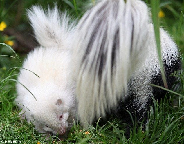 Albino Skunk