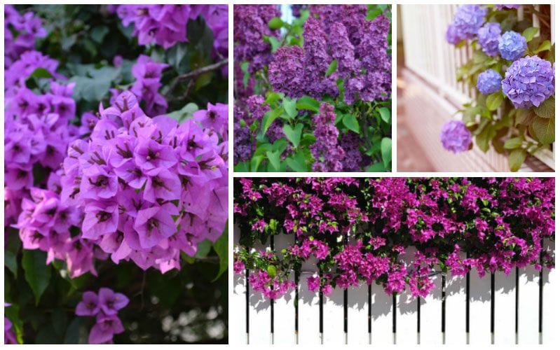 Beautiful Purple Color Shrubs For Gardens And Landscapes