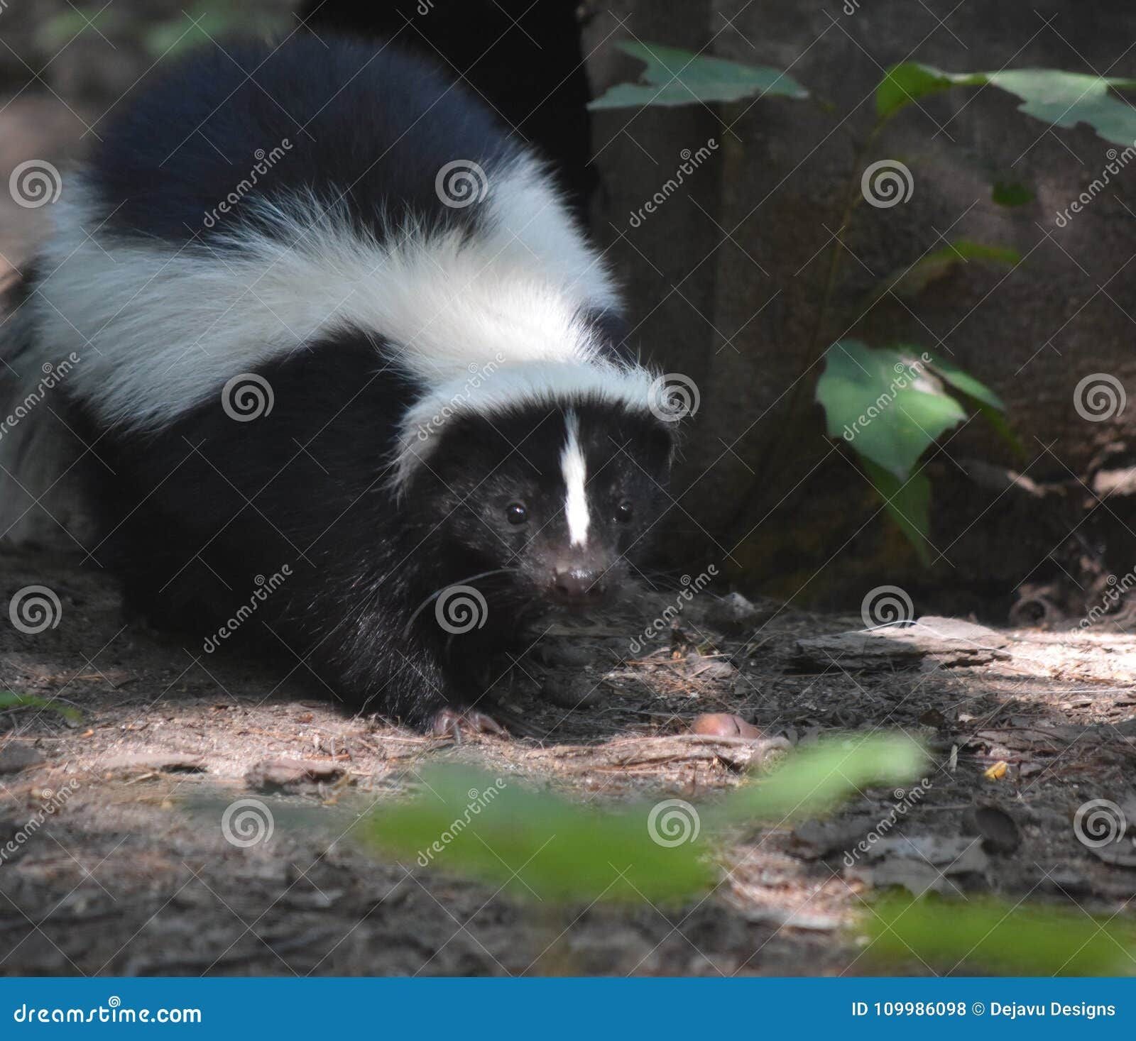 Black and White Skunk