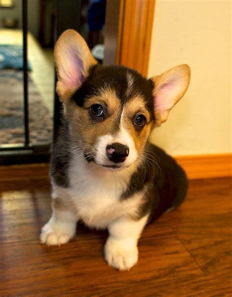 Black Pembroke Welsh Corgi