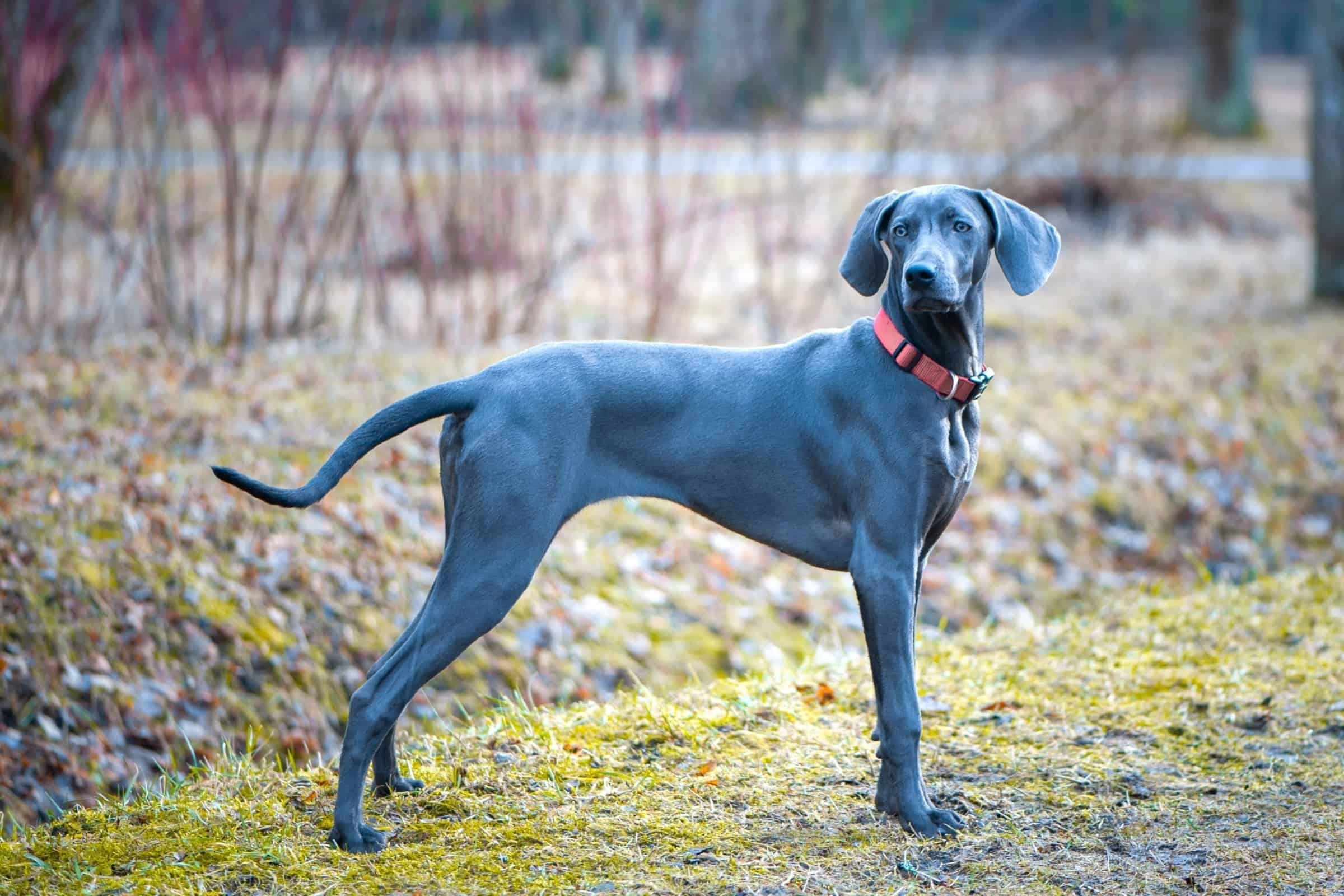 The Genetics of Blue Weimaraners