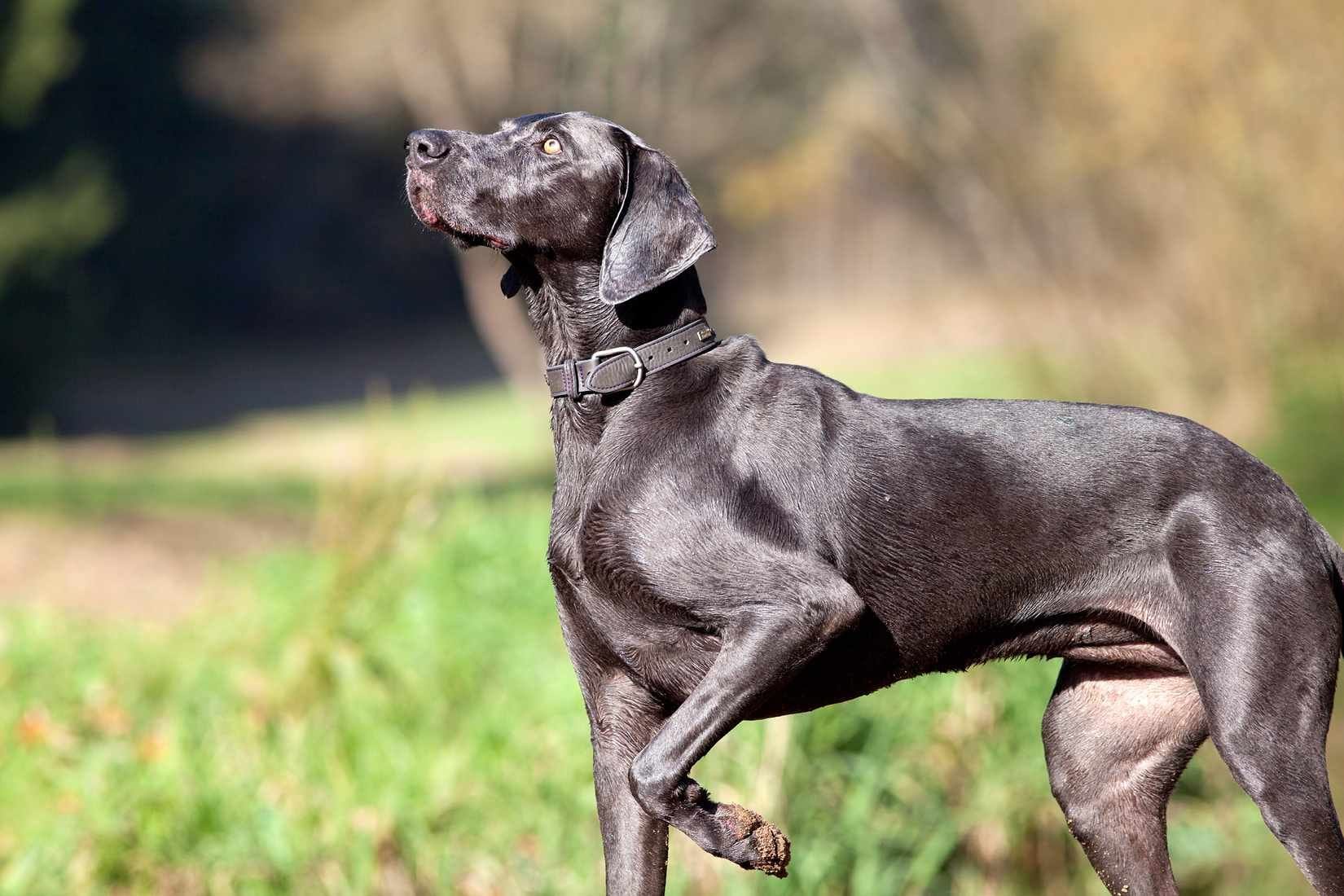 A Brief History of Blue Weimaraners