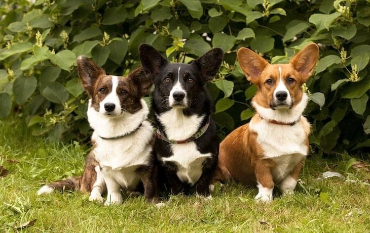 Brown Pembroke Welsh Corgi