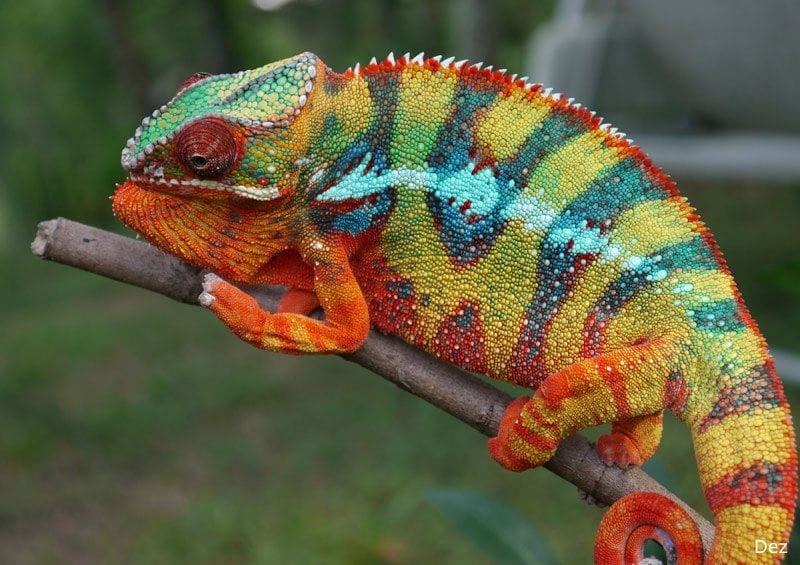 Chameleon Behavior