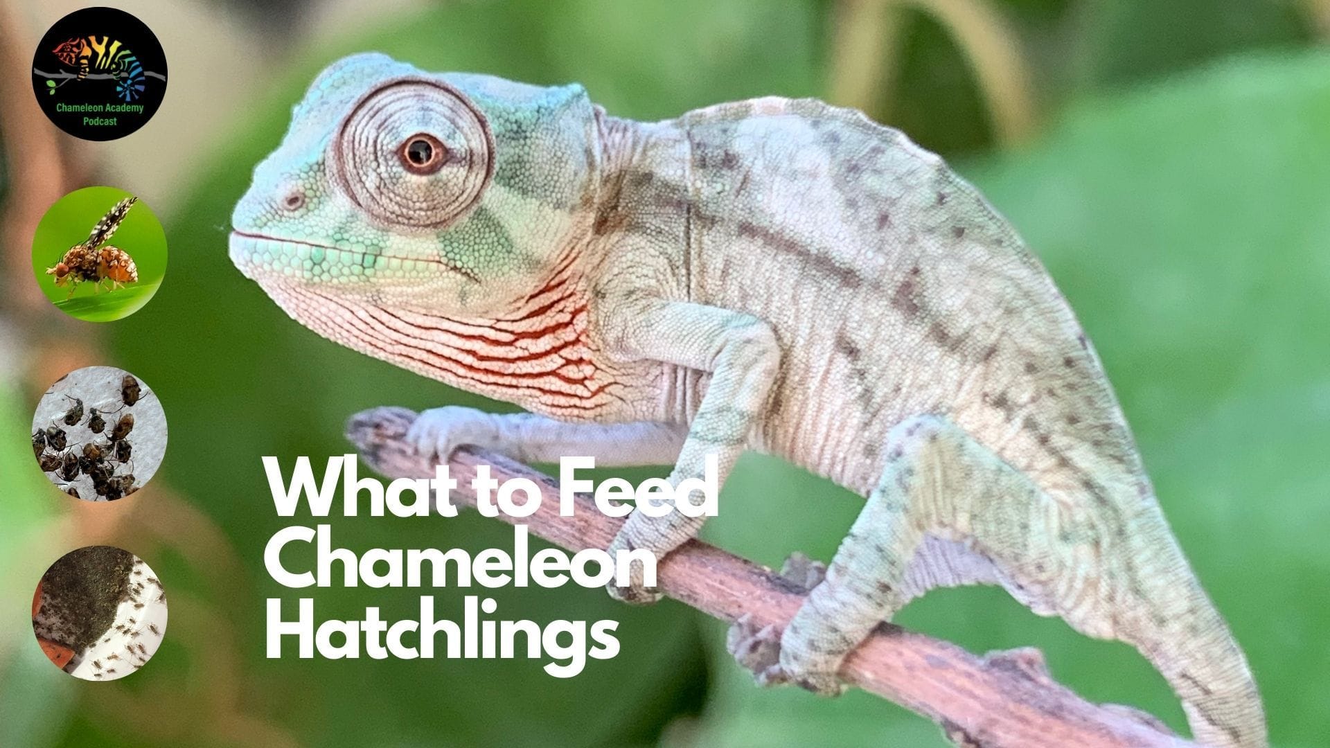 Chameleon Care