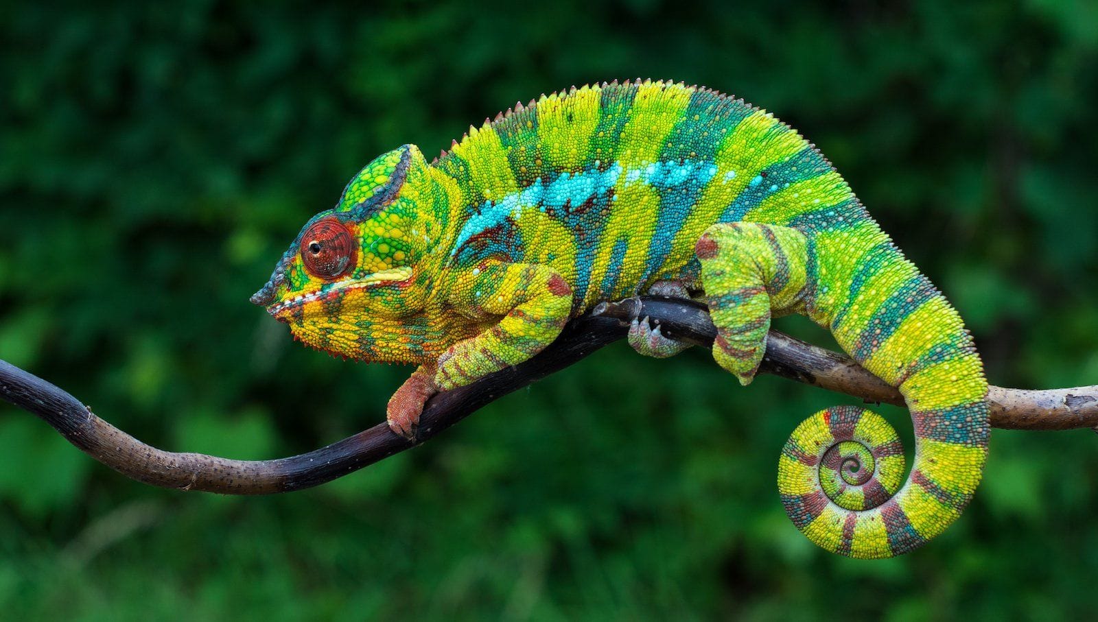 Chameleon Color Change