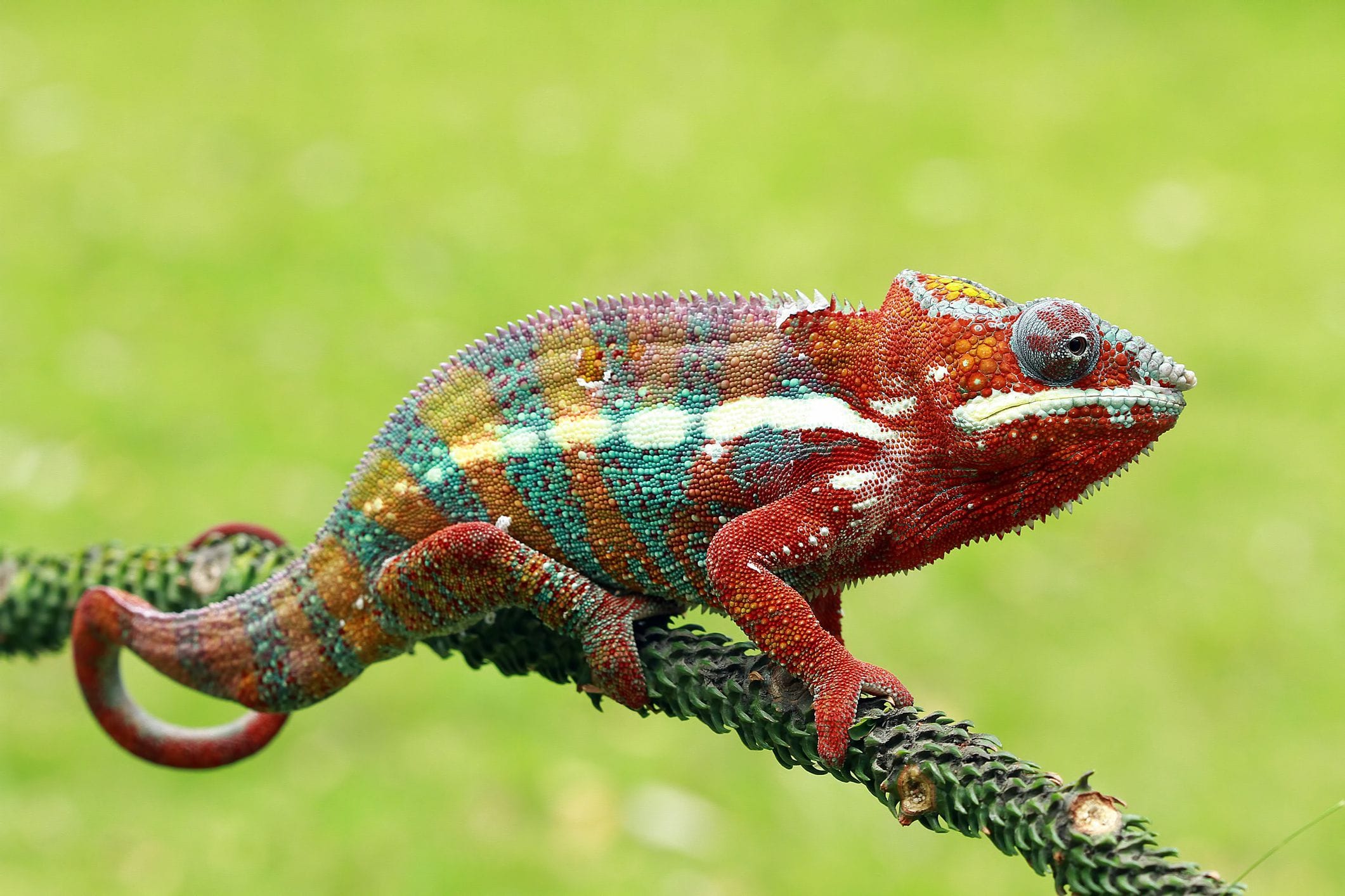 Chameleon Species