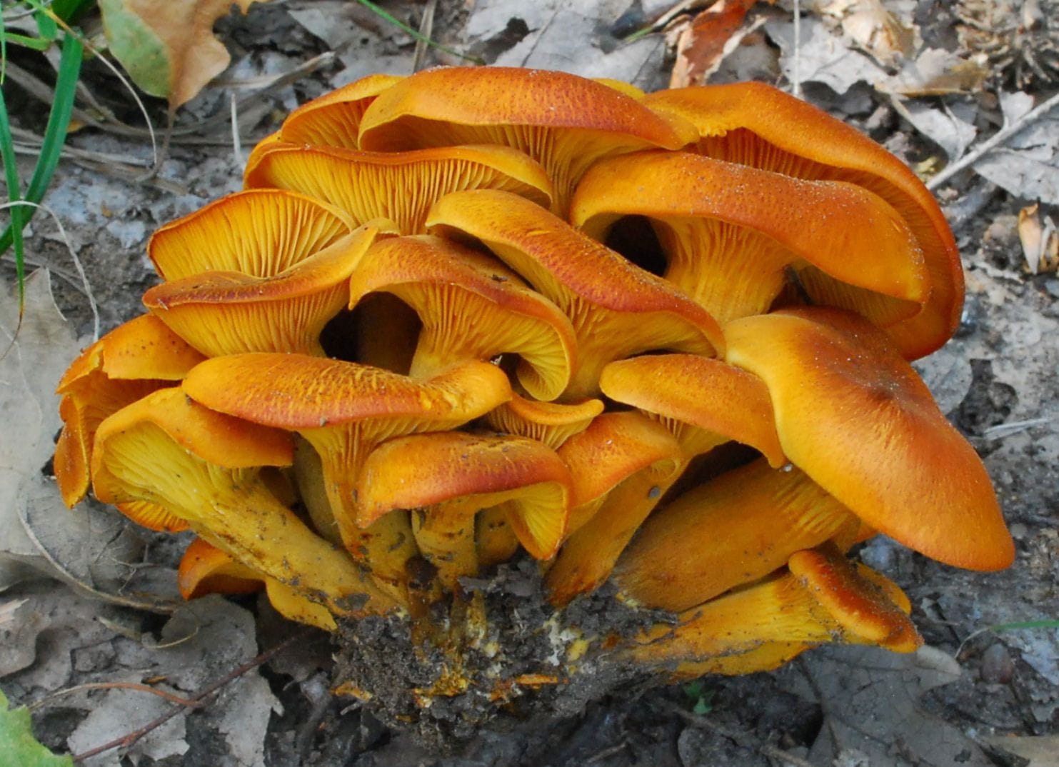 Chanterelle mushroom