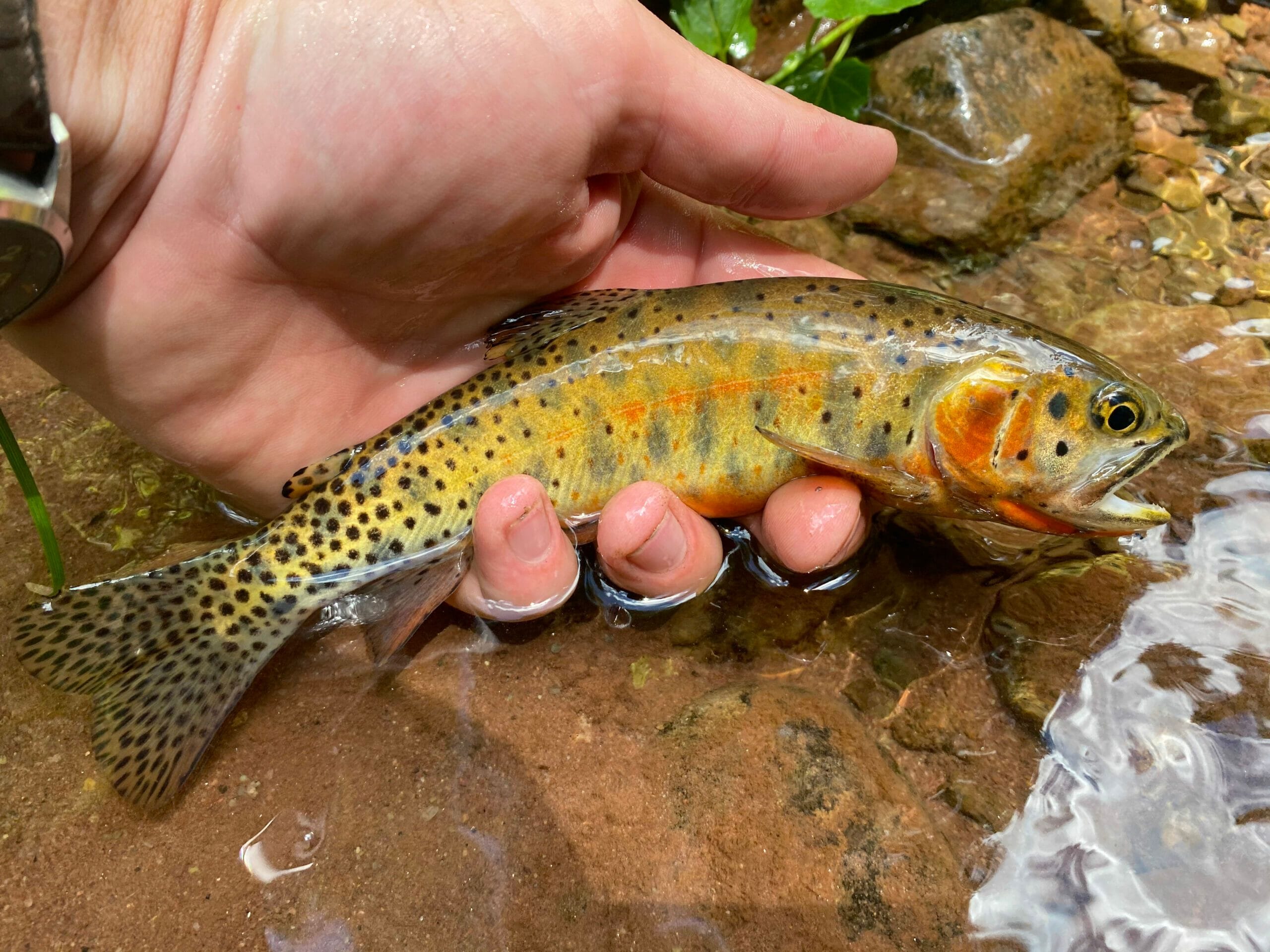 Fish species in the Colorado River