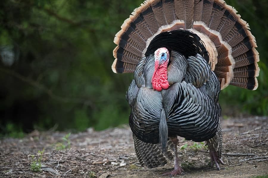 Colorado Turkey Hunting Season Guide And Tips