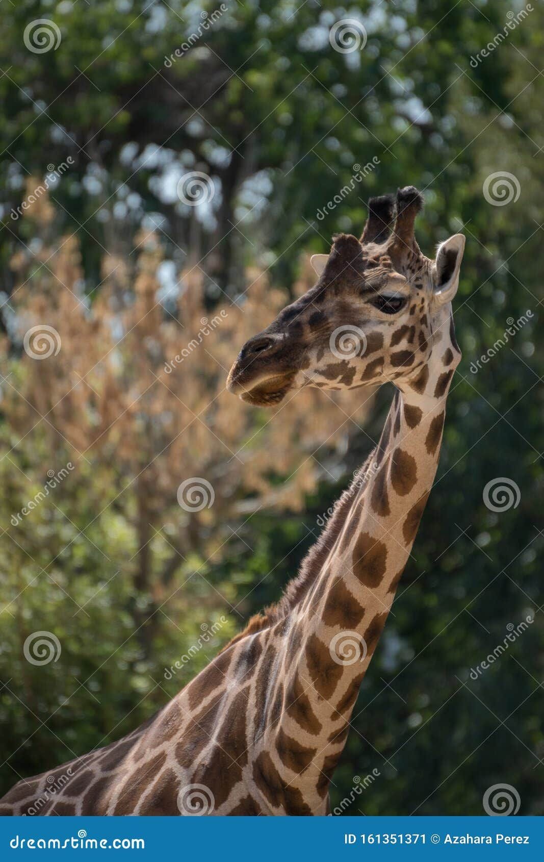 Colorful Giraffes in Captivity