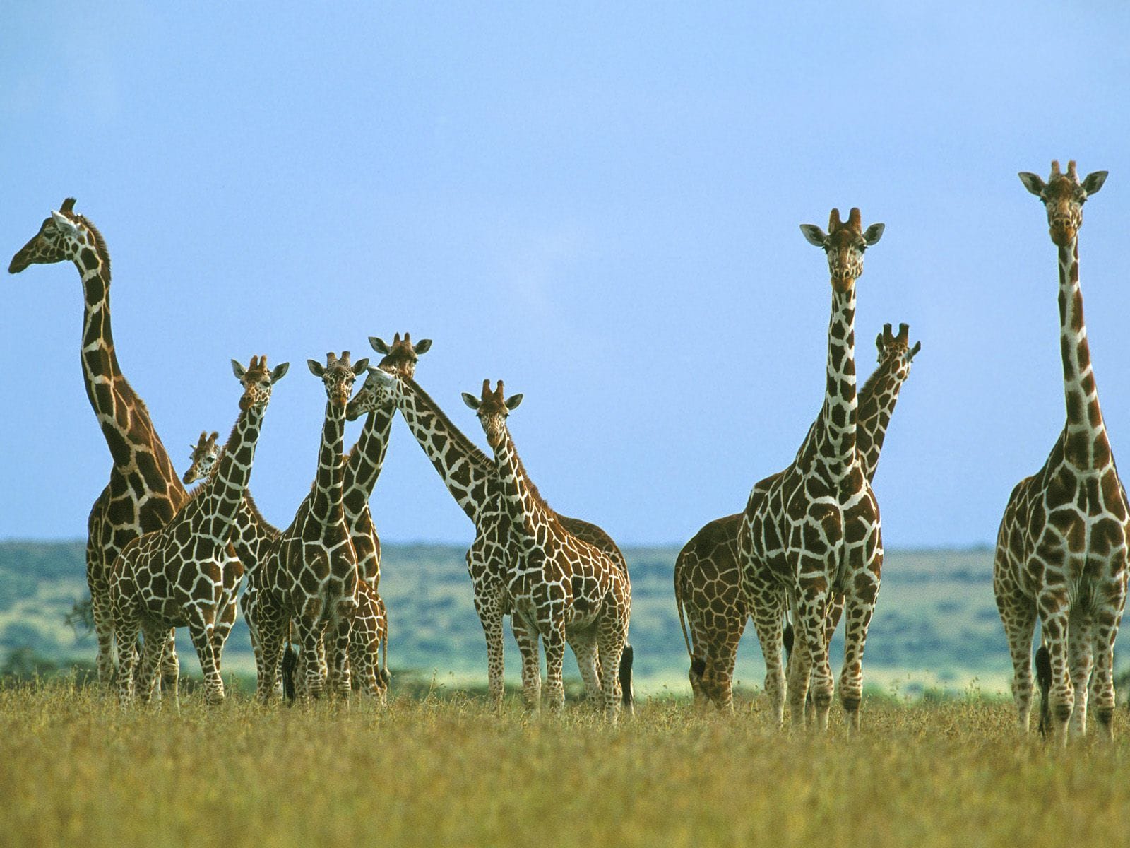 The Origins of Colorful Giraffes