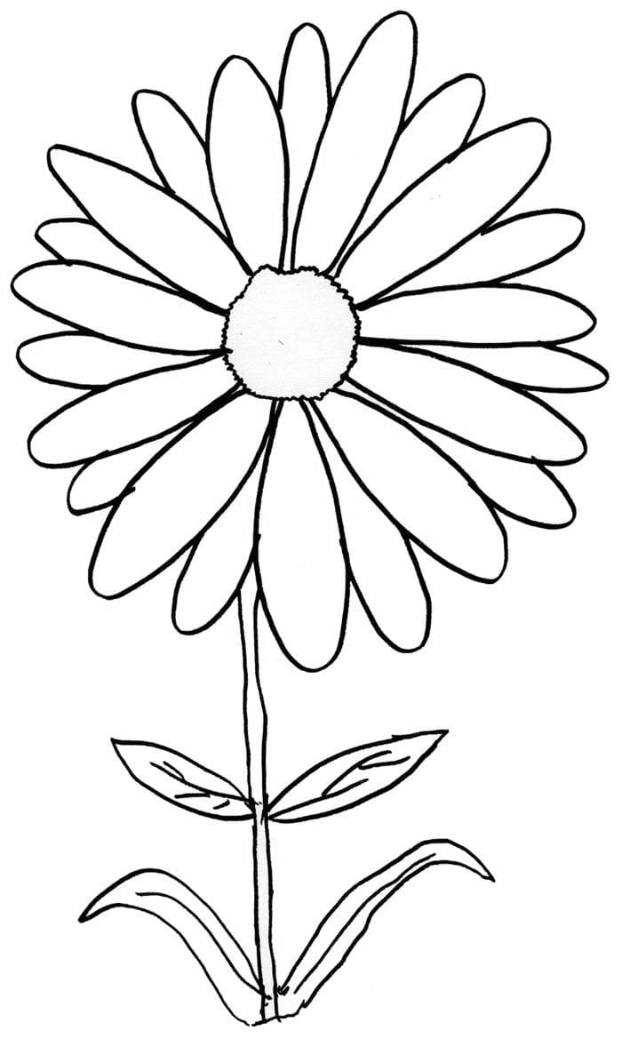 Daisy coloring pages for kids