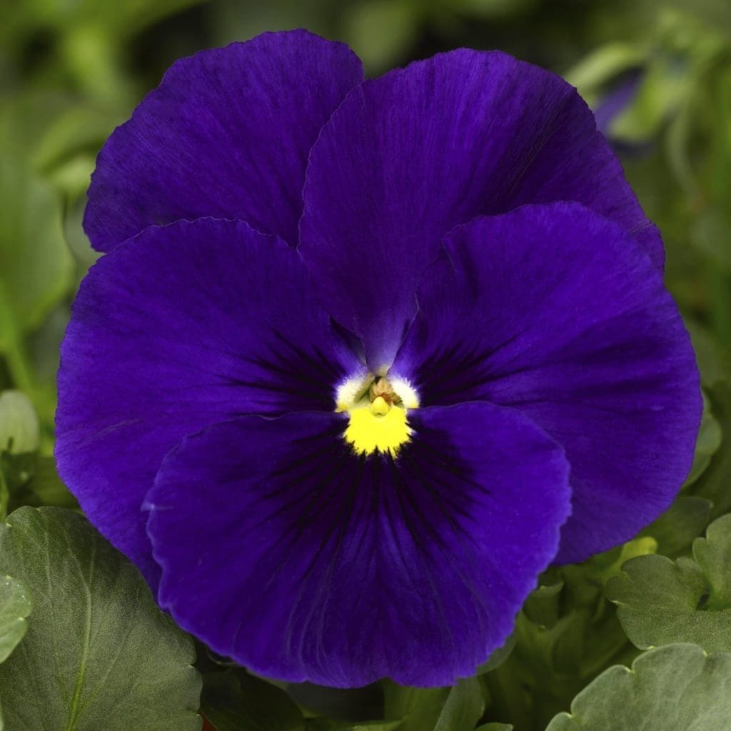 Electric Blue Pansies