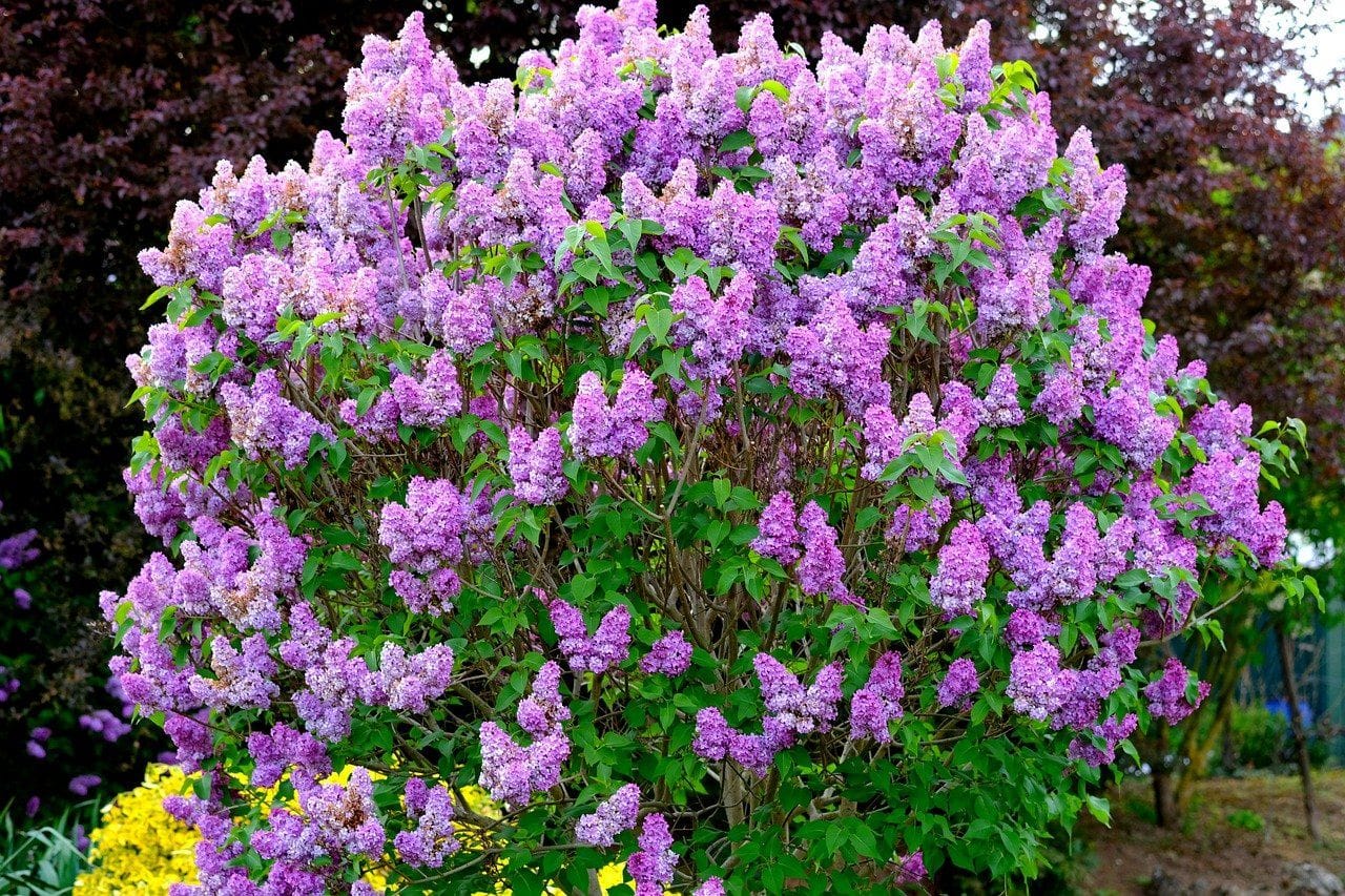 Lilac Shrub