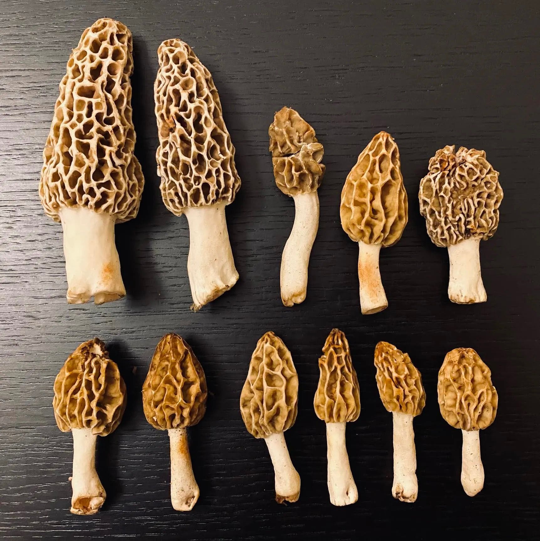 Morel mushroom