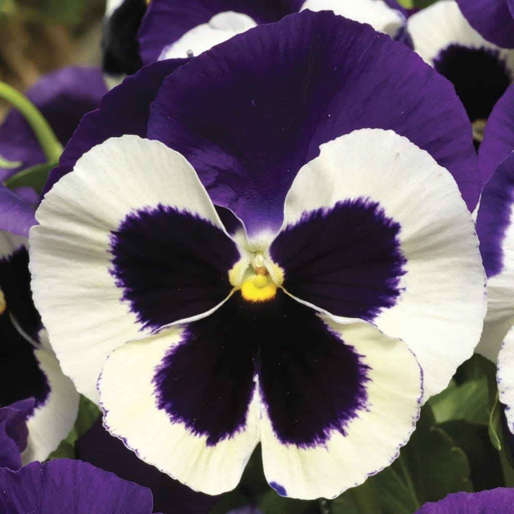 The Joy of Pansy Colors