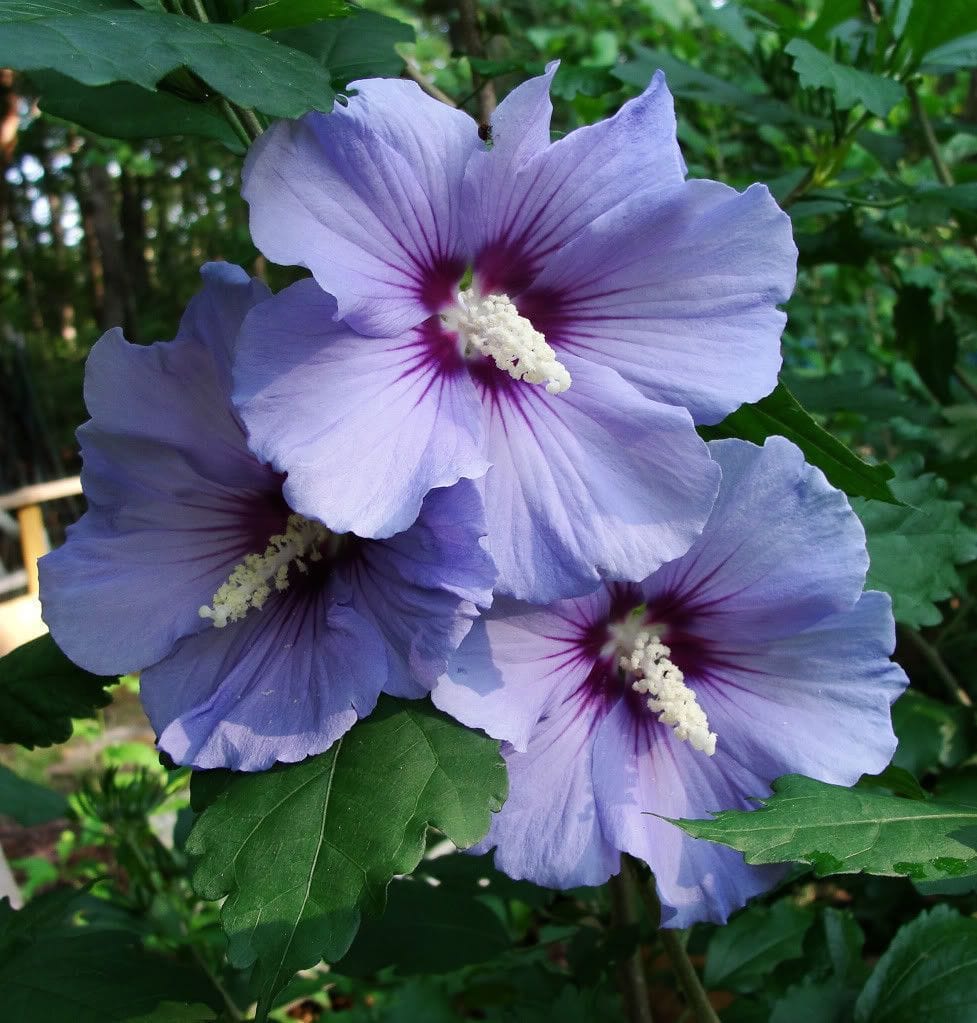 Purple Rose of Sharon