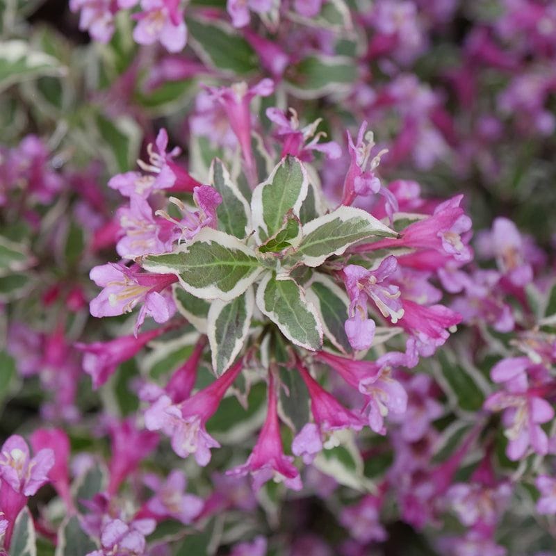 Purple Weigela