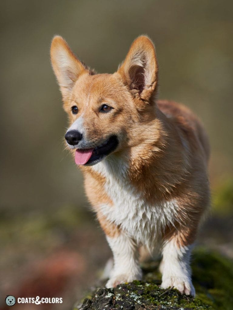 Red Pembroke Welsh Corgi