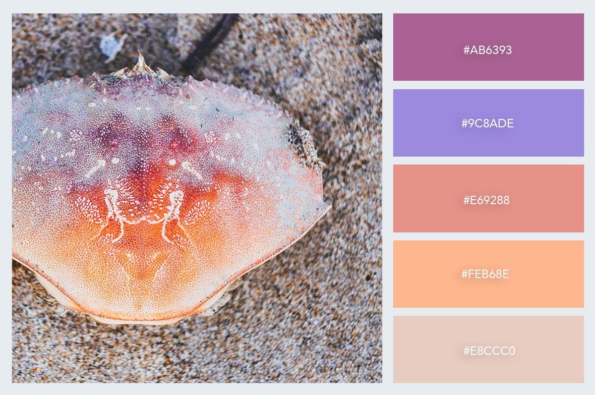 Shell Color Enhancement Techniques