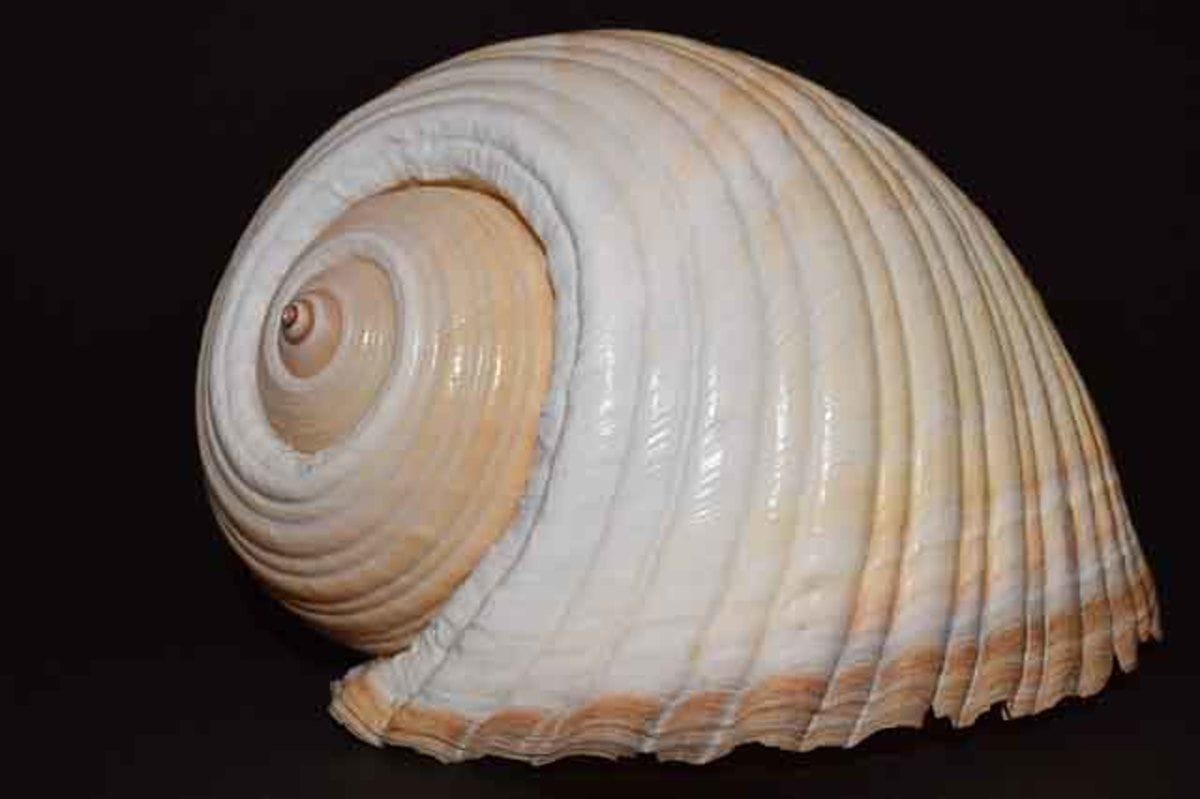 The Significance of Shell Color