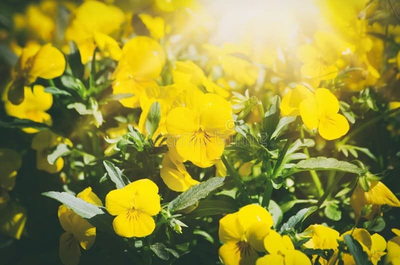 Sunny Yellow Pansies