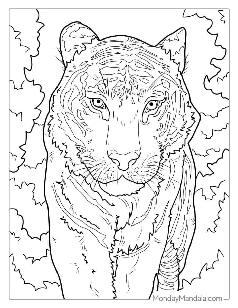 Tips for Using Free Tiger Coloring Sheets