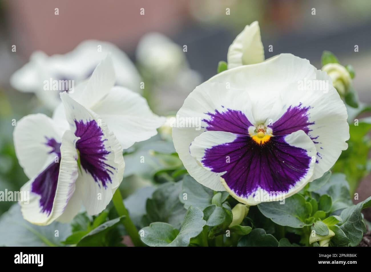 White Pansies with Purple Centers