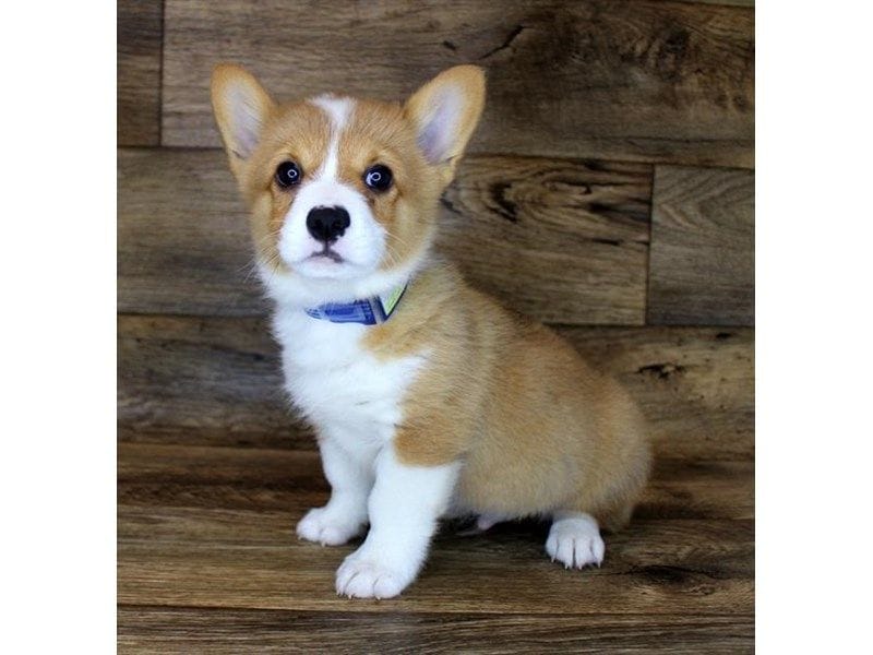 White Pembroke Welsh Corgi